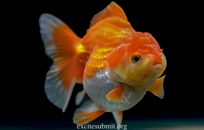 A 29-gallon tank can hold how many goldfish? (Quick Answers)