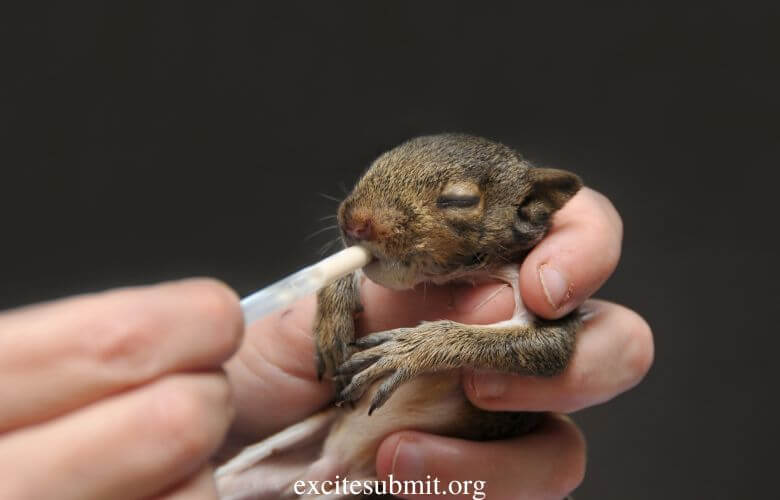 Can Baby Squirrels Drink Cow Milk? 