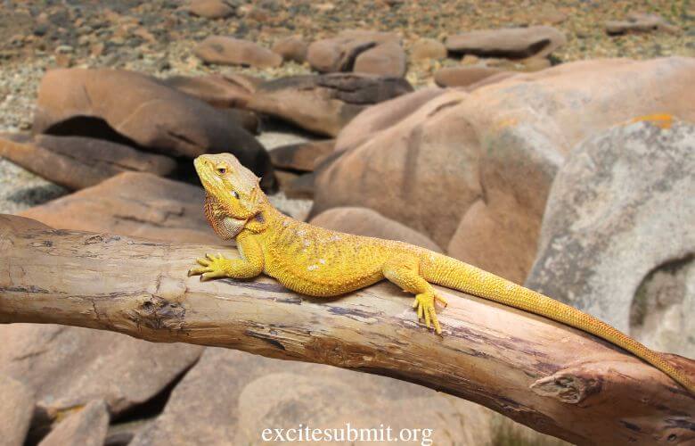 Can Bearded Dragons Eat Peaches? 
