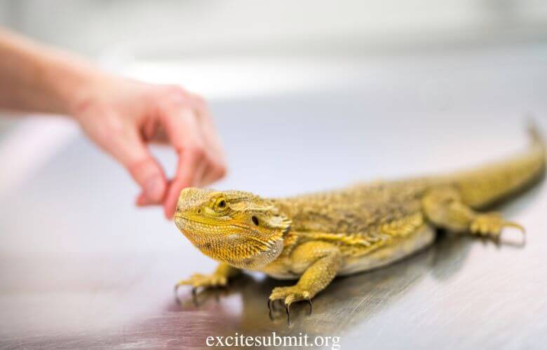 Can Bearded Dragons Eat Potatoes? (Explained)