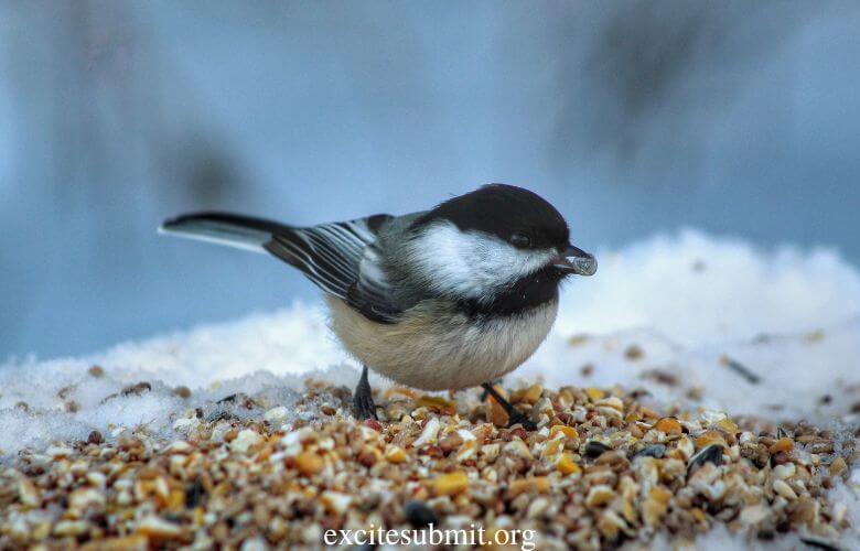 Can Birds Eat Flax Seed? (Read This First!)