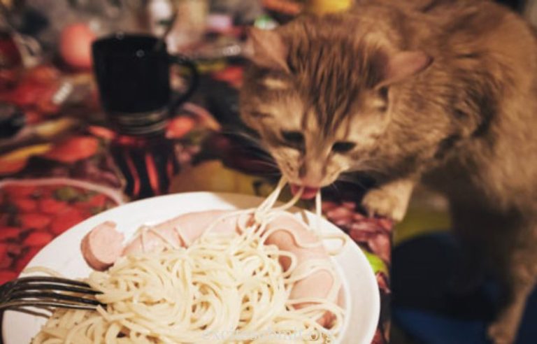Can Cats Eat Ramen Noodles?