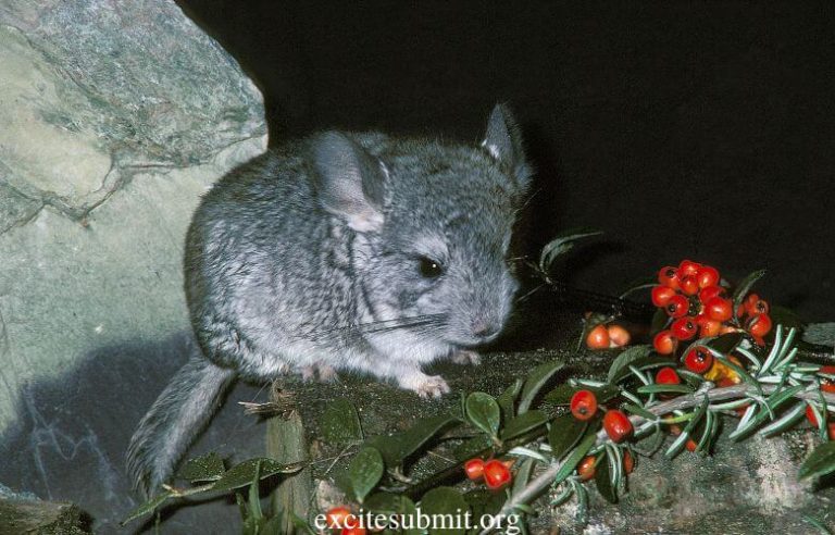 Can Chinchillas Eat Bananas? (All You Need to Know)