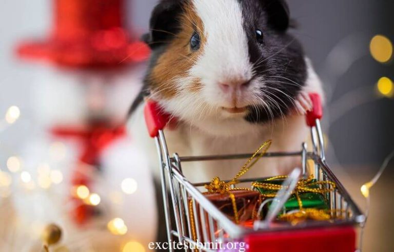 Can Guinea Pigs Eat Paper? (Read This First!)