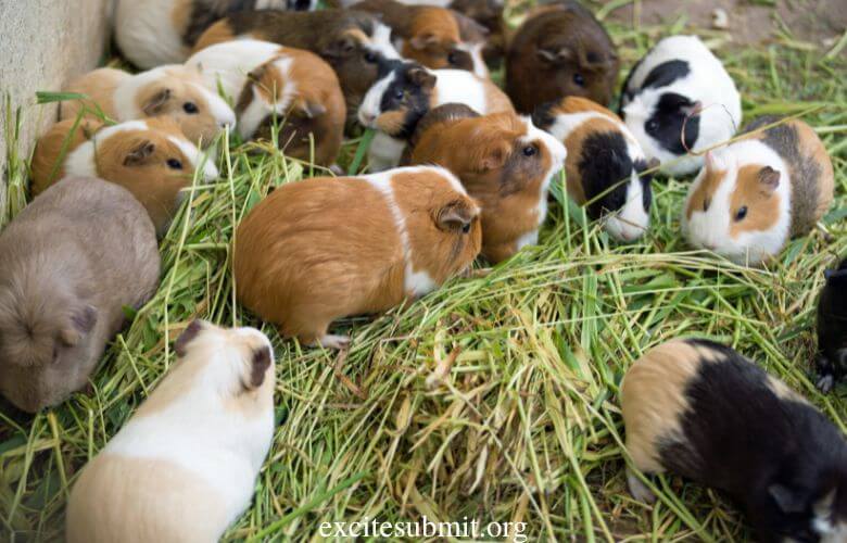 Guinea Pigs And Lemons: Can Guinea Pigs Eat Lemons? 