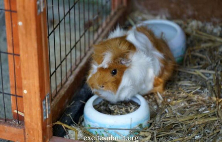 Can Guinea Pigs Eat Chives? (All You Need to Know)