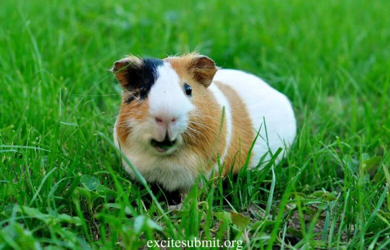 Can Guinea Pigs Eat Wheatgrass? (All You Need to Know)