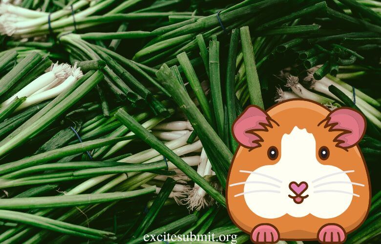 Can Guinea Pigs Eat Green Onions? (Quick Answers)  