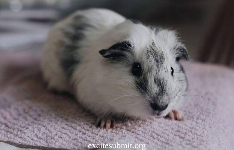 Can Guinea Pigs Eat Oats? (Read This First!)