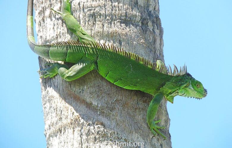Can Iguanas Eat Cucumbers (Quick Answers)