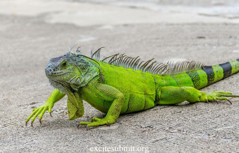 Can Iguanas Eat Grapes (Read This First!)
