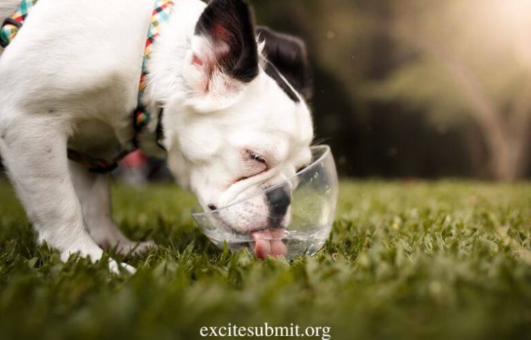 Can Puppies Drink Tap Water?