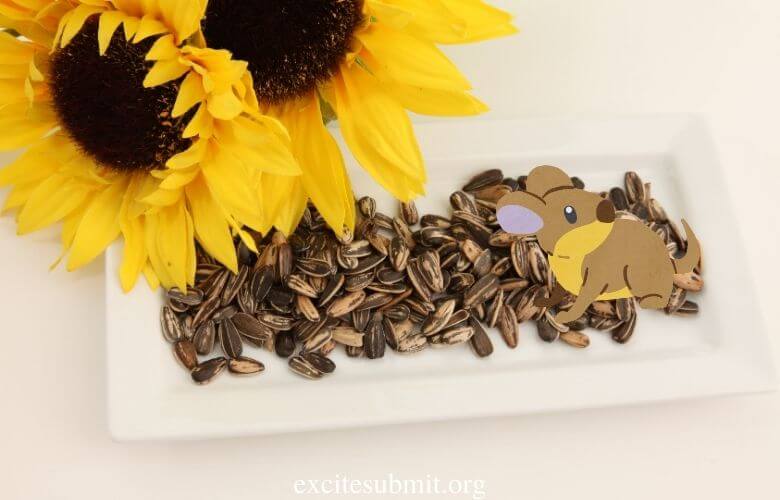 Can Rats Eat Sunflower Seeds (All You Need to Know)