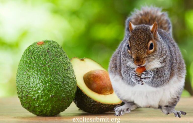 Can Squirrels Eat Avocados? (What About the Seed?)