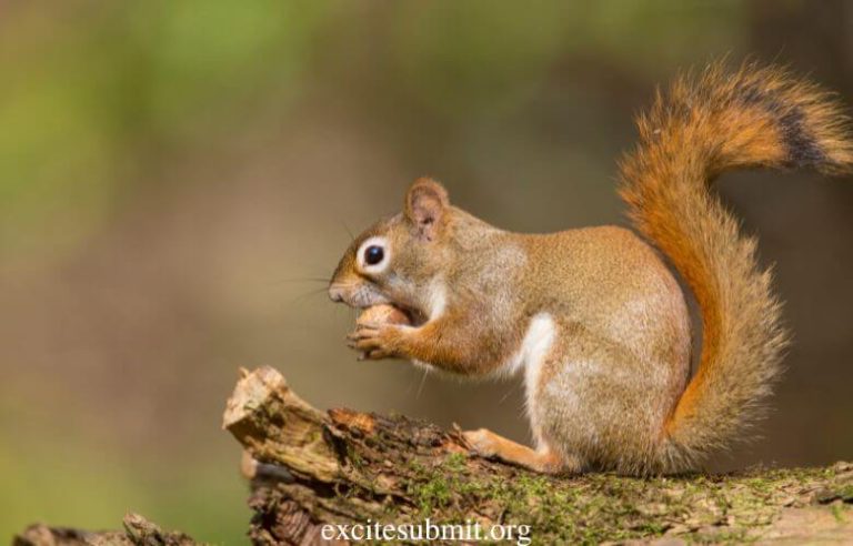 Can Squirrels Eat Brazil Nuts? (Quick Answers)