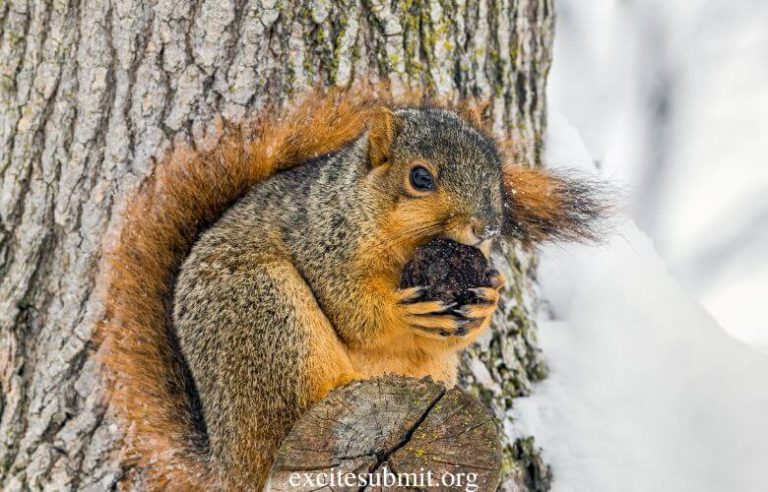 Can Squirrels Eat Figs? (All You Need to Know)