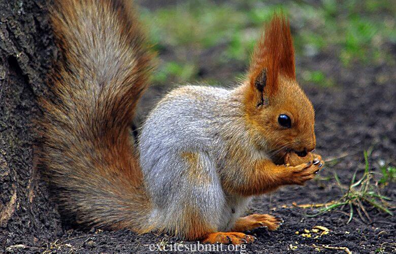 Can Squirrels Eat Pecans (All You Need to Know)