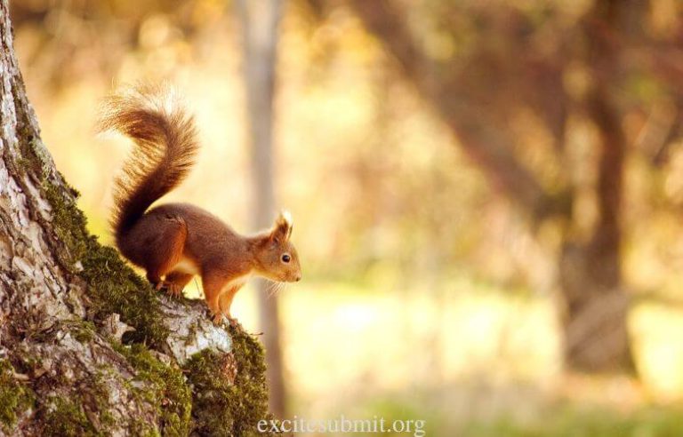 Can Squirrels Eat Raisins and Cranberries? (Answered)