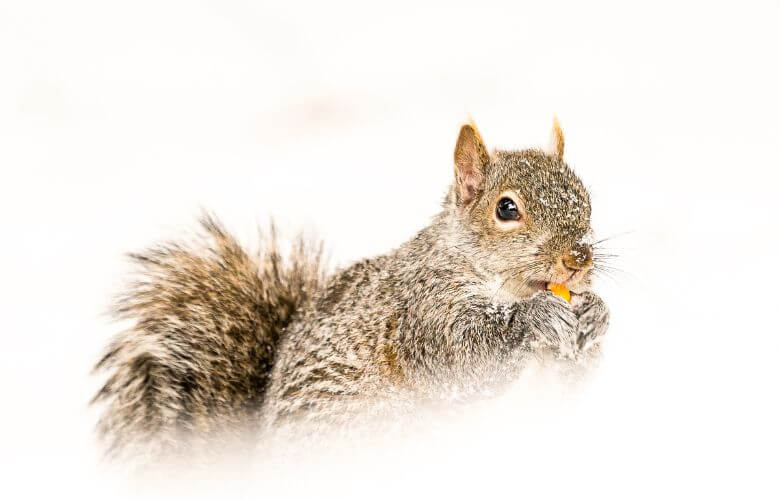 Can Squirrels Eat Salted Peanuts? (Read This First!)