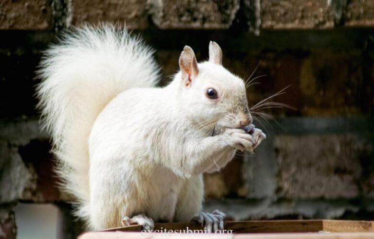 Can Squirrels Eat Sunflower Seeds? (Quick Answers)