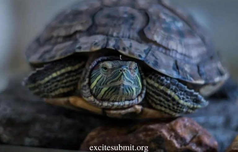 Turtles eating Mealworms: Can Turtles Eat Mealworms?