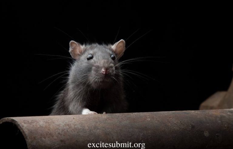 Can You Use Cat Litter for Rats? (All You Need to Know)