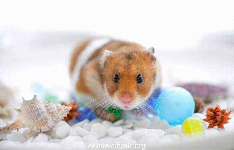 Can You Utilize Cat or Kitty Litter for Hamsters? 