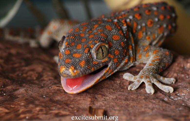 Do Geckos Hibernate in the Winter