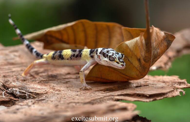 Do Geckos Lay Eggs or Give Live Birth