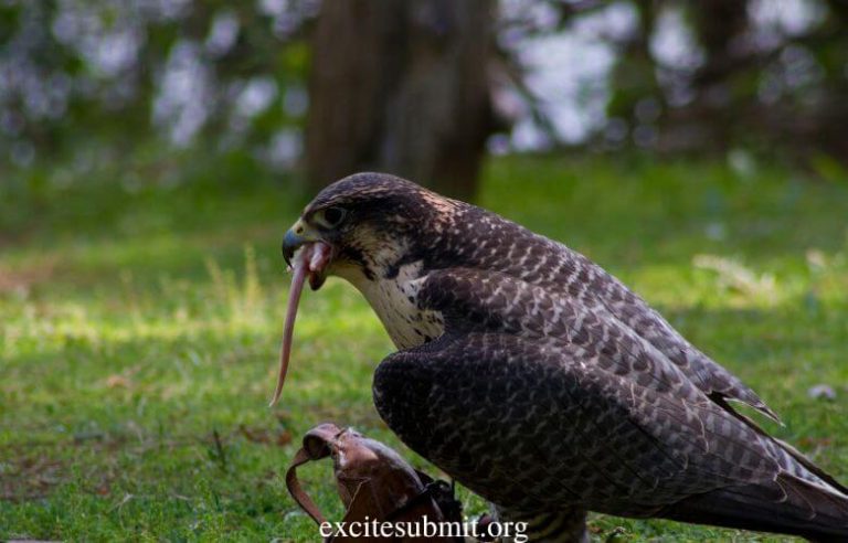 Do Hawks Eat Snakes? (All You Need to Know)