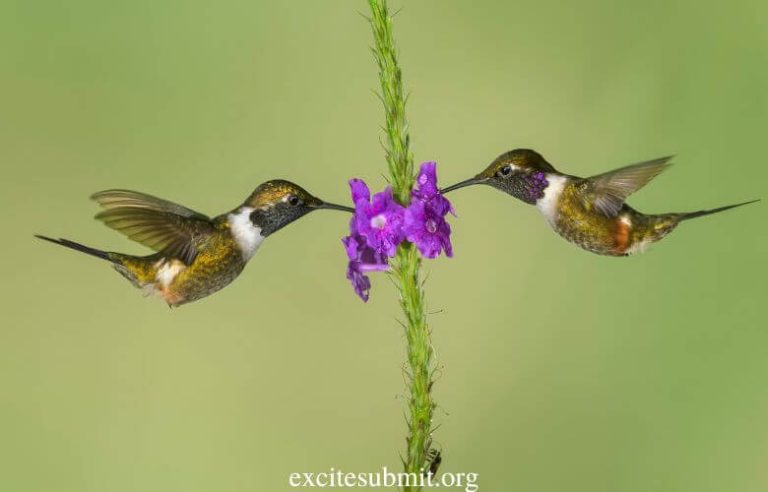 Do Hummingbirds Eat or Feed at Night? 
