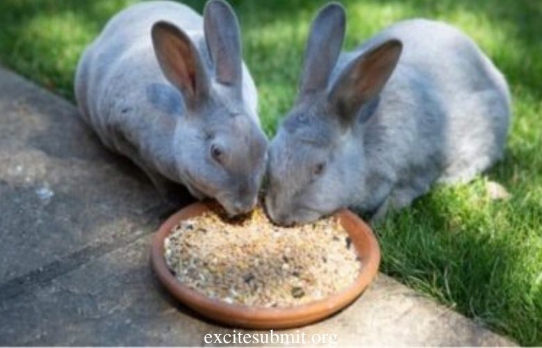 Is It Okay For Rabbits To Eat Birdseed? 