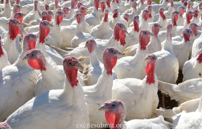 Do Turkeys Migrate? (All You Need to Know)