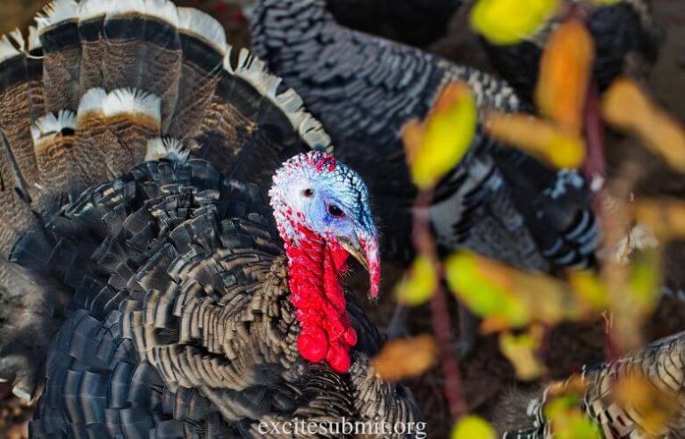 Do Turkeys Need a Heat Lamp In The Winter?