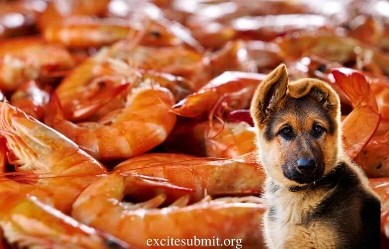 Can Dogs and Puppies Eat Shrimp - Dogs, Pups And Shrimps