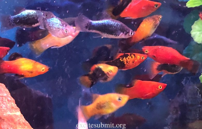FISH: How Many Mollies can you keep in a 10 Gallon Tank?