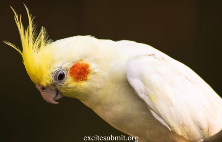 Female Cockatiels: Do Female Cockatiels Sing? 