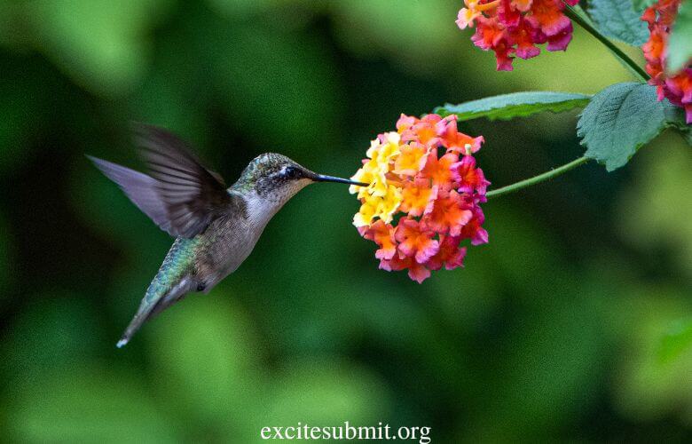 How Long Can A Hummingbird Survive Without Food And Water?