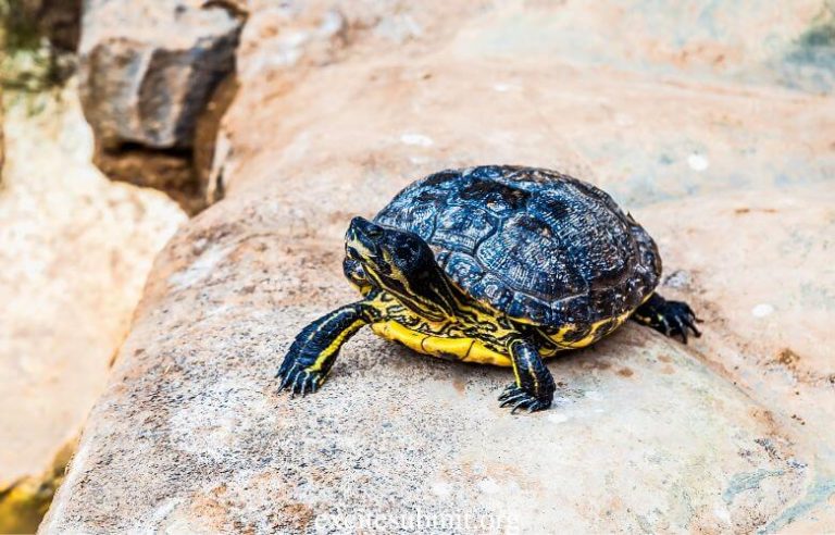 Basking In Sun: How Long Can Turtle Go Without It?