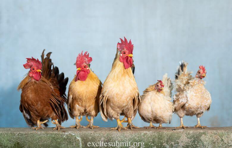 4×4 Chicken Coop: How Many Chickens Can It Hold?