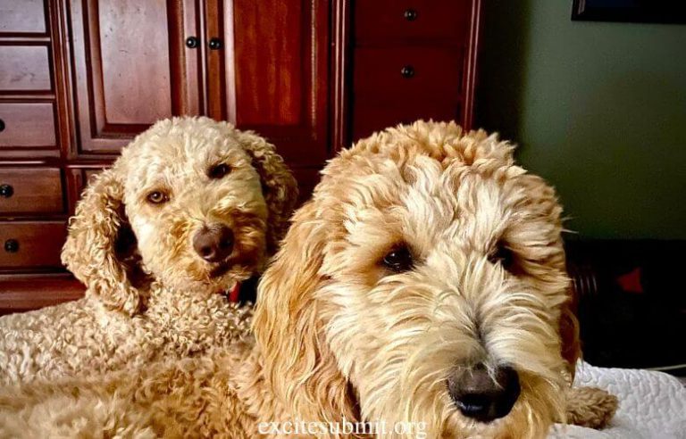 How Much Food Should Goldendoodle Eat: Goldendoodle Feeding Chart