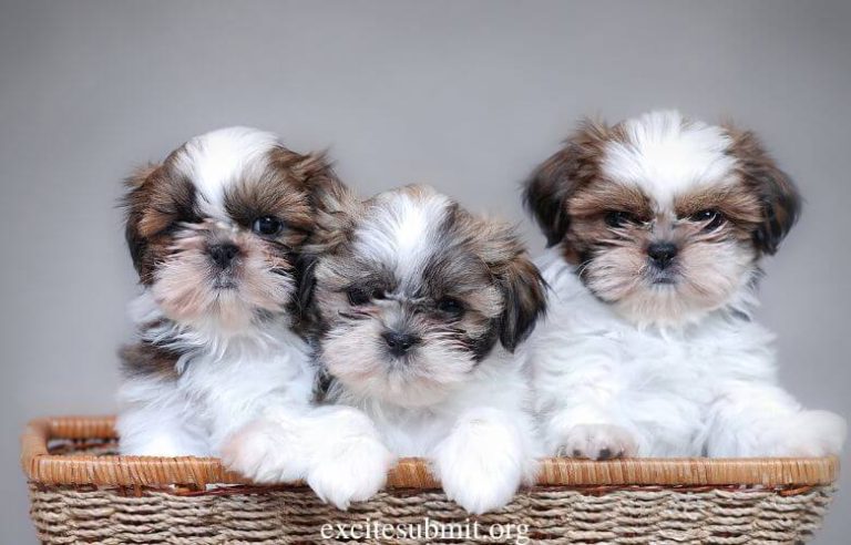 How Much Should A Shih Tzu Eat Per Day: Feeding Chart For Shih Tzus