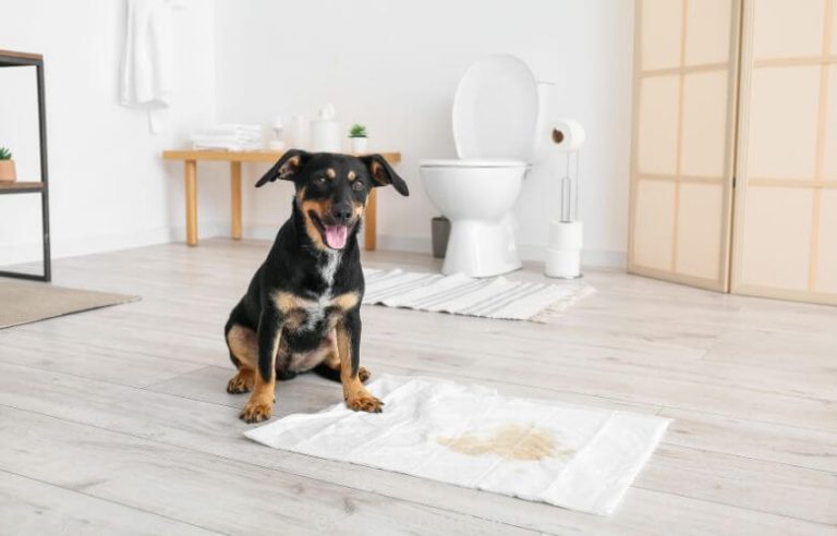 Is Vinegar Effective To Stop Dogs From Peeing In The House?