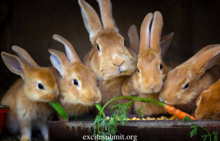 Are Rabbits Primary Consumers Or Secondary Consumers?