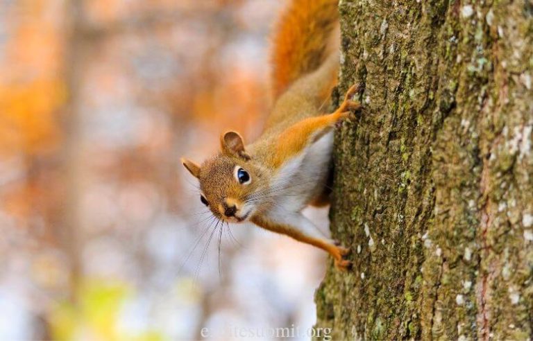 Piney Squirrel: What Are They and How Do You Get Rid of Them?