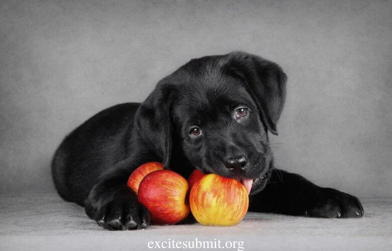 Puppies And Apples: Can Puppies Eat Apples?