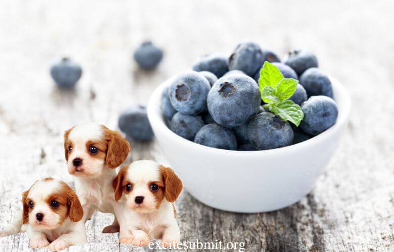 Puppies And Blueberries: Can Puppies Eat Blueberries?