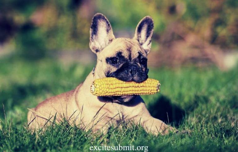 Puppies And Corn: Can Puppies Eat Corn?
