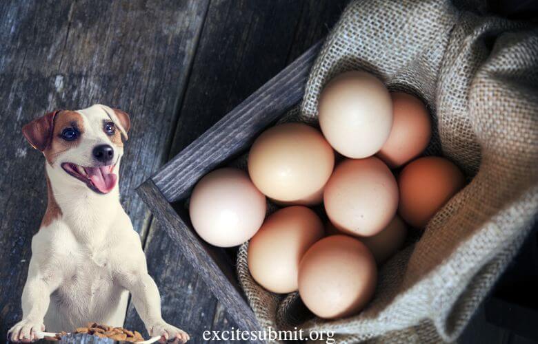 Puppies And Eggs: Can Puppies Eat Eggs?