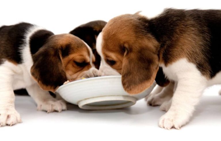 Puppies Eat Lettuce: Can Puppies Eat Lettuce?